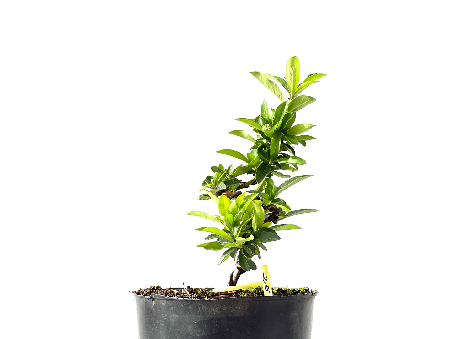 Pyracantha 2394
