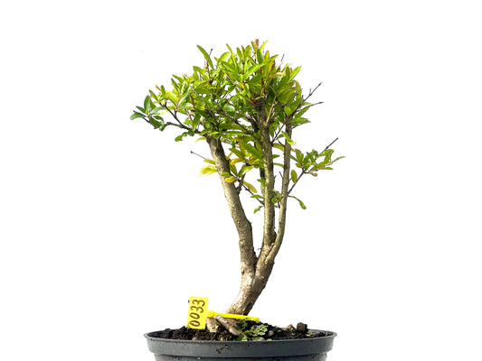 Punica Granatum Nana 0033