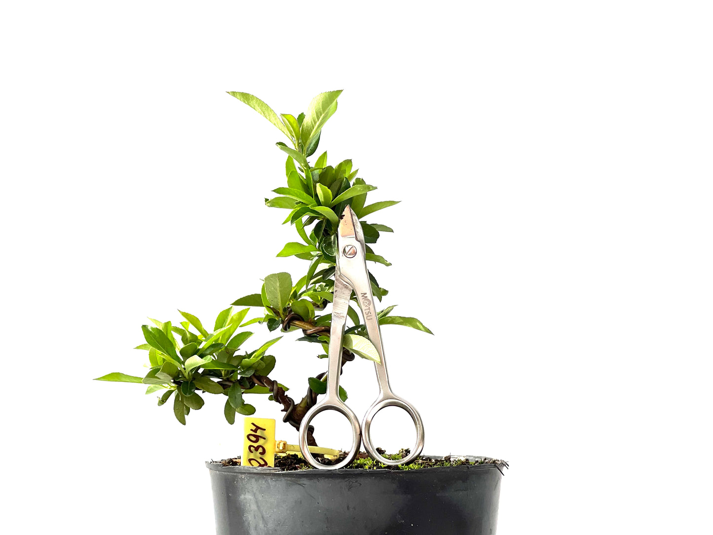 Pyracantha 2394