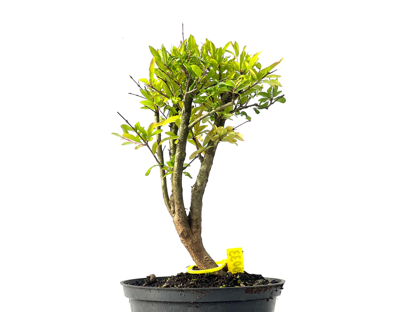 Punica Granatum Nana 0033