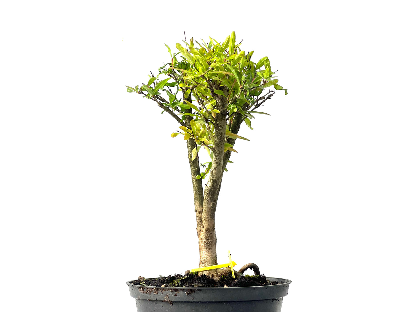 Punica Granatum Nana 0033