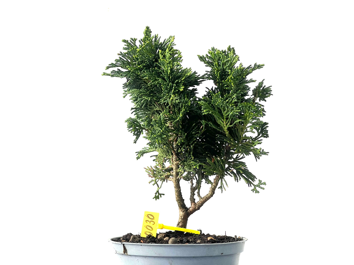 Chamaecyparis Obtusa Nana 0030