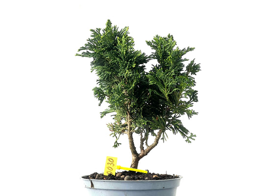 Chamaecyparis Obtusa Nana 0030