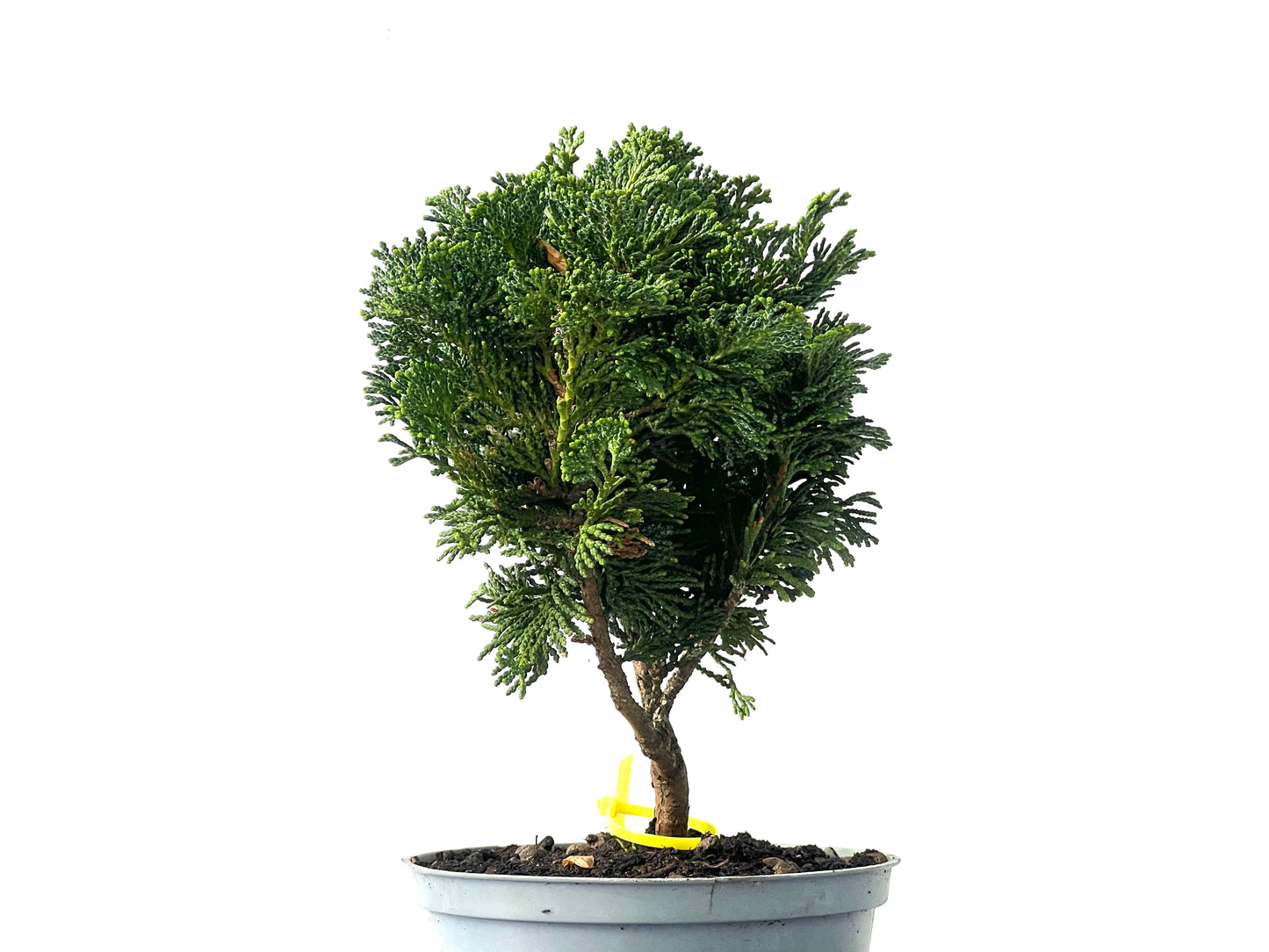 Chamaecyparis Obtusa Nana 0030
