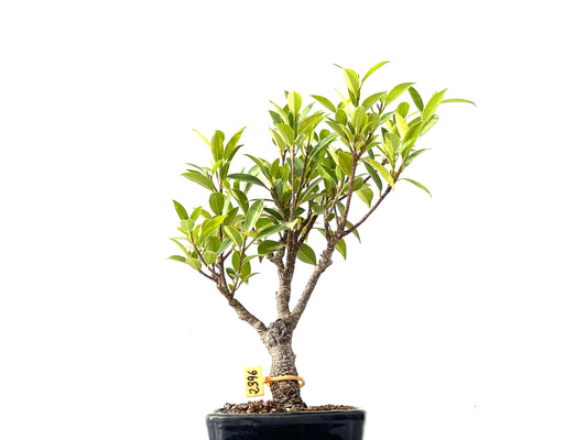 Ficus Tiger Bark 2396