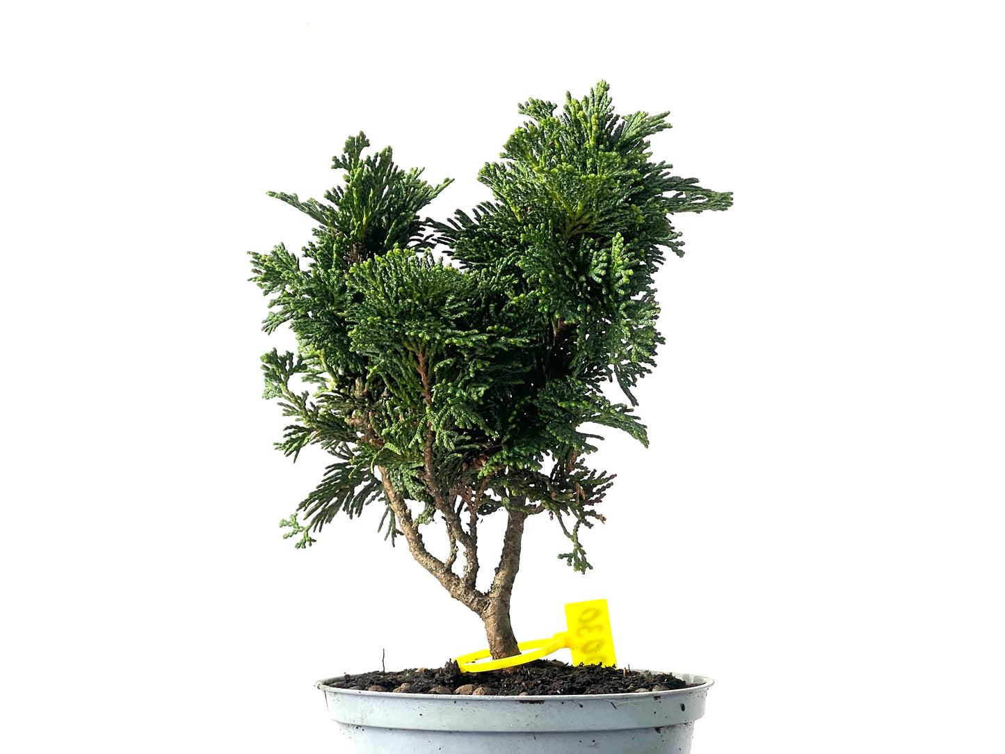 Chamaecyparis Obtusa Nana 0030