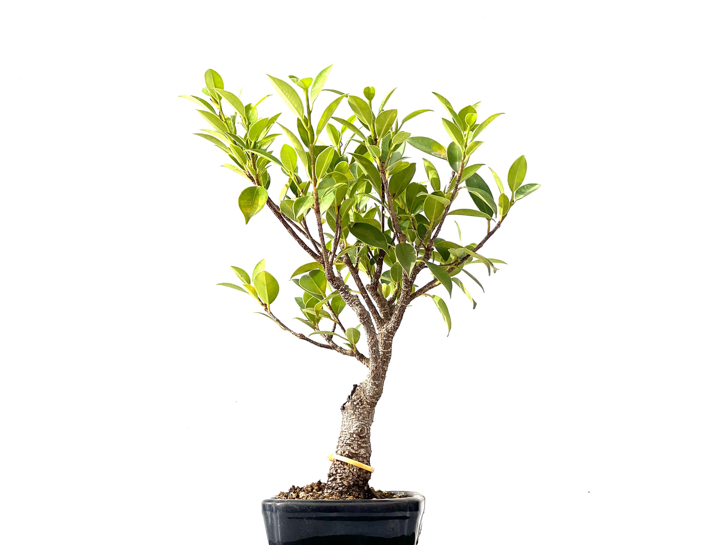 Ficus Tiger Bark 2396