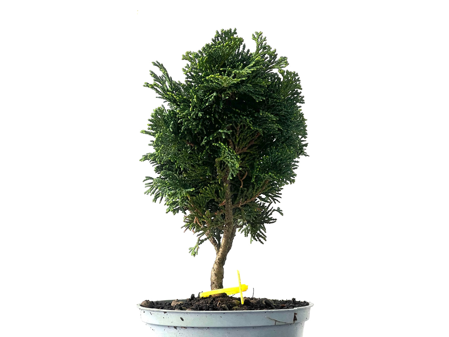 Chamaecyparis Obtusa Nana 0030