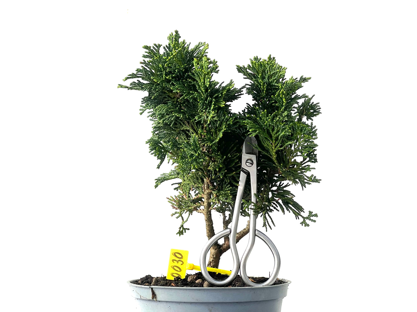 Chamaecyparis Obtusa Nana 0030