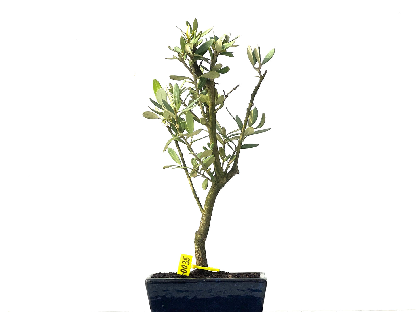 Olea Europaea 0035