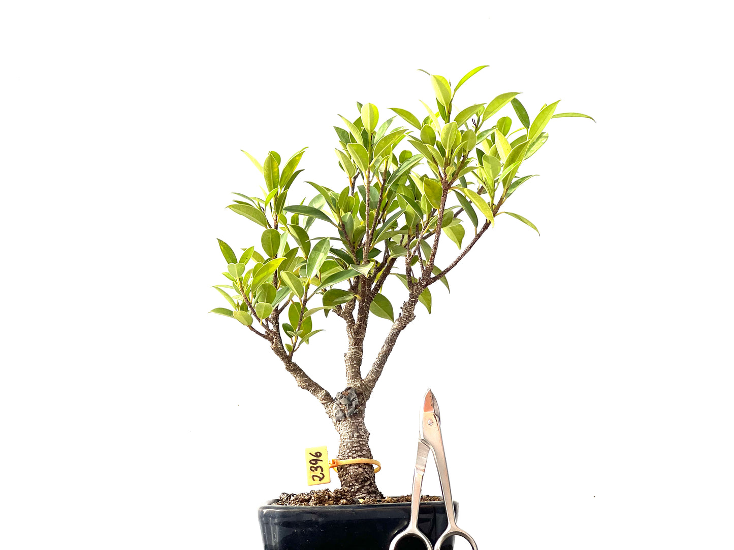 Ficus Tiger Bark 2396