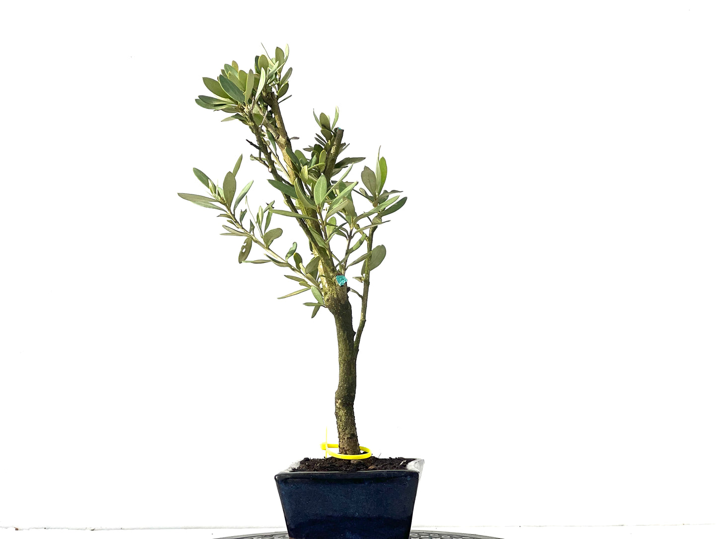 Olea Europaea 0035