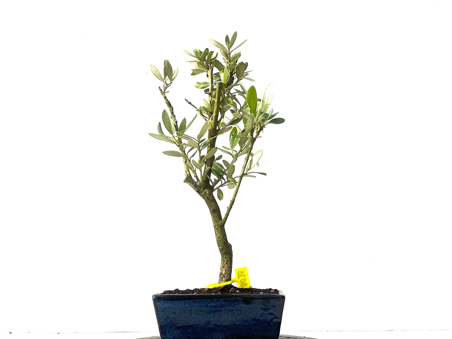 Olea Europaea 0035