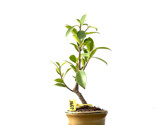 Ficus Tiger Bark 2395