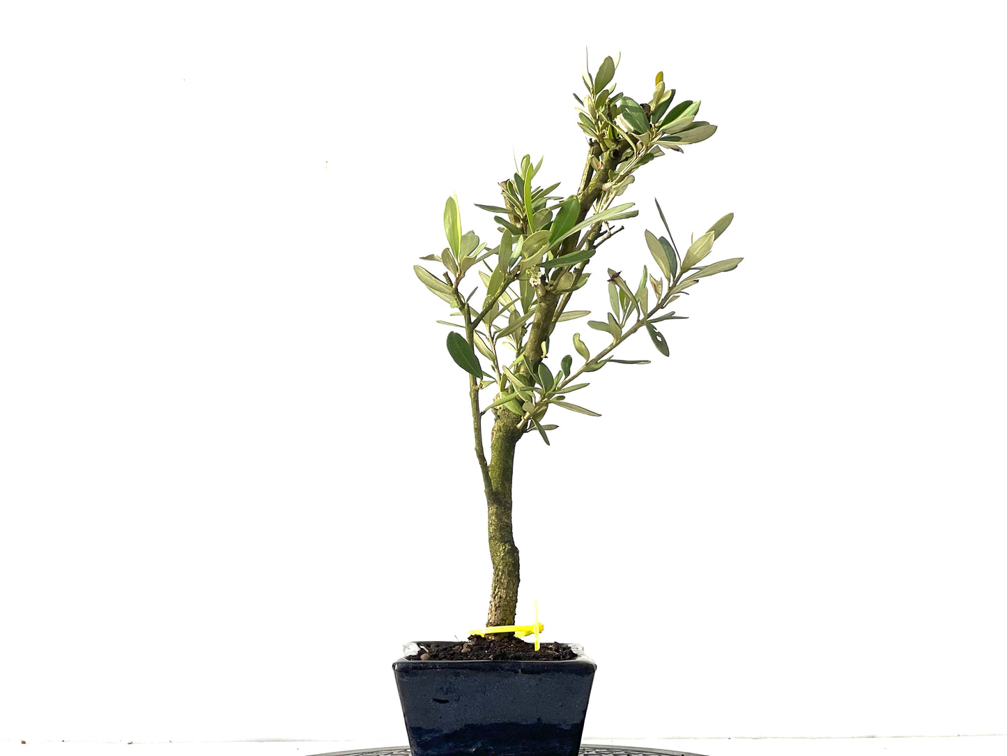 Olea Europaea 0035