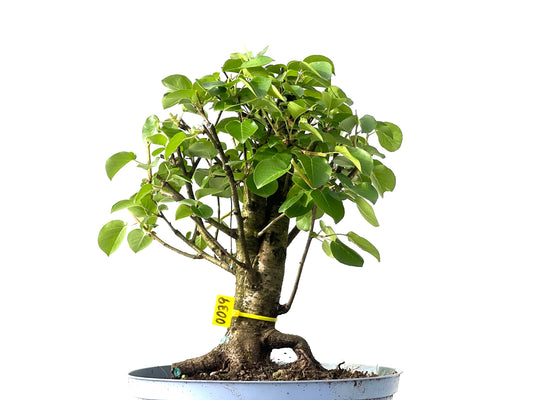 Prunus Mahaleb 0039