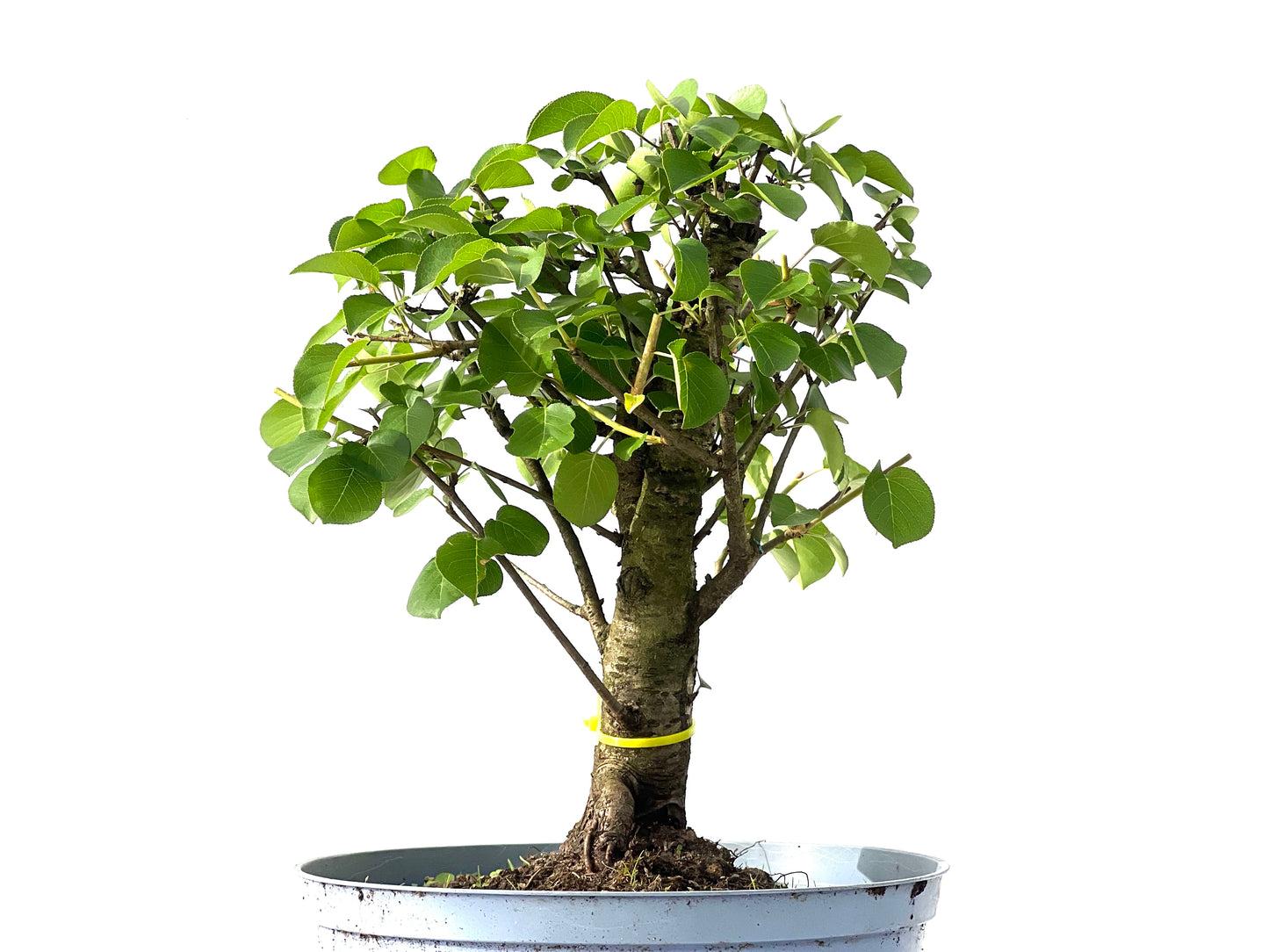 Prunus Mahaleb 0039