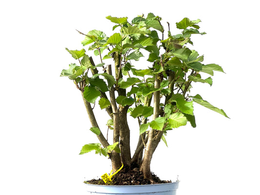 Corylus 0025