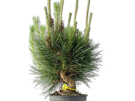 Pinus Thunbergii 0032