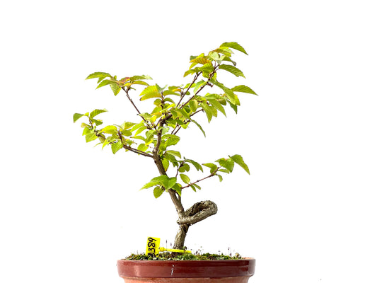 Carpinus Turczaninovii 2389
