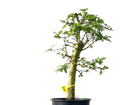 Crataegus Monogyna 0028
