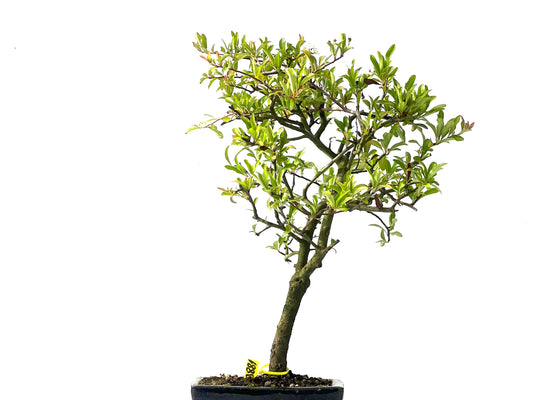Pyracantha 3881