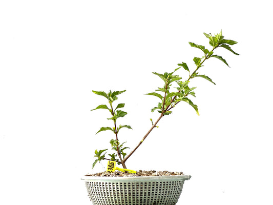 Premna Japonica 2385