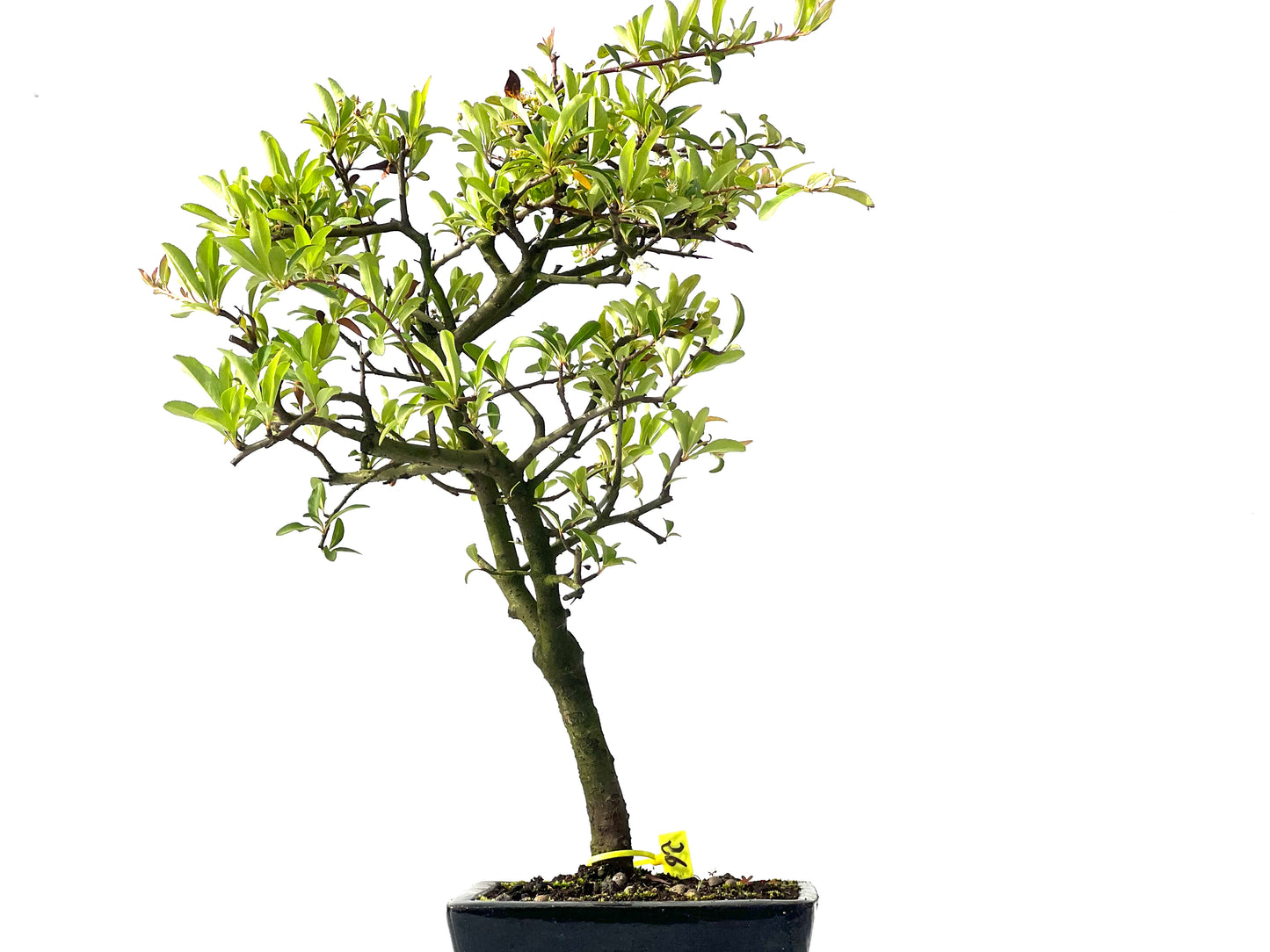 Pyracantha 3881