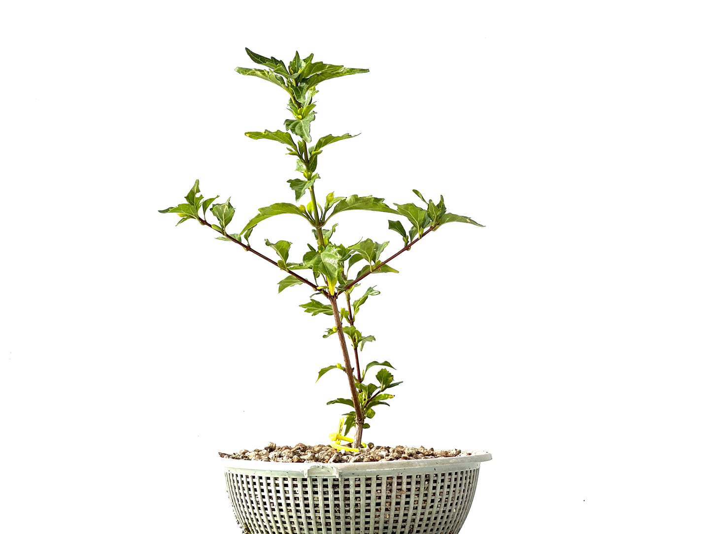 Premna Japonica 2385