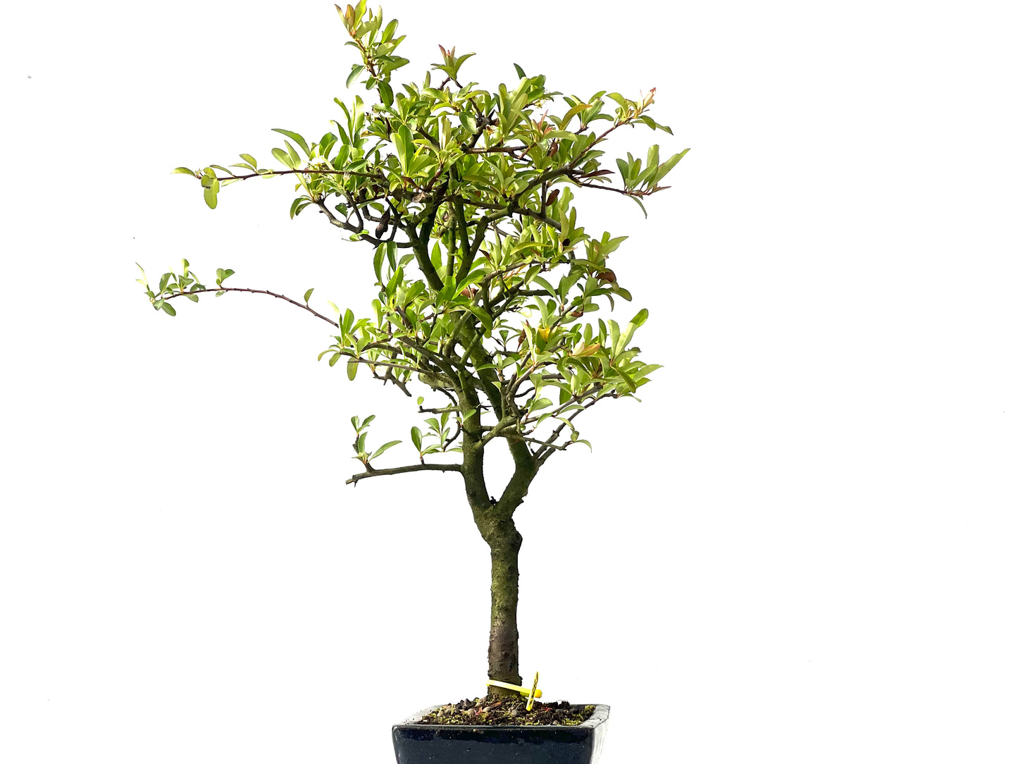 Pyracantha 3881
