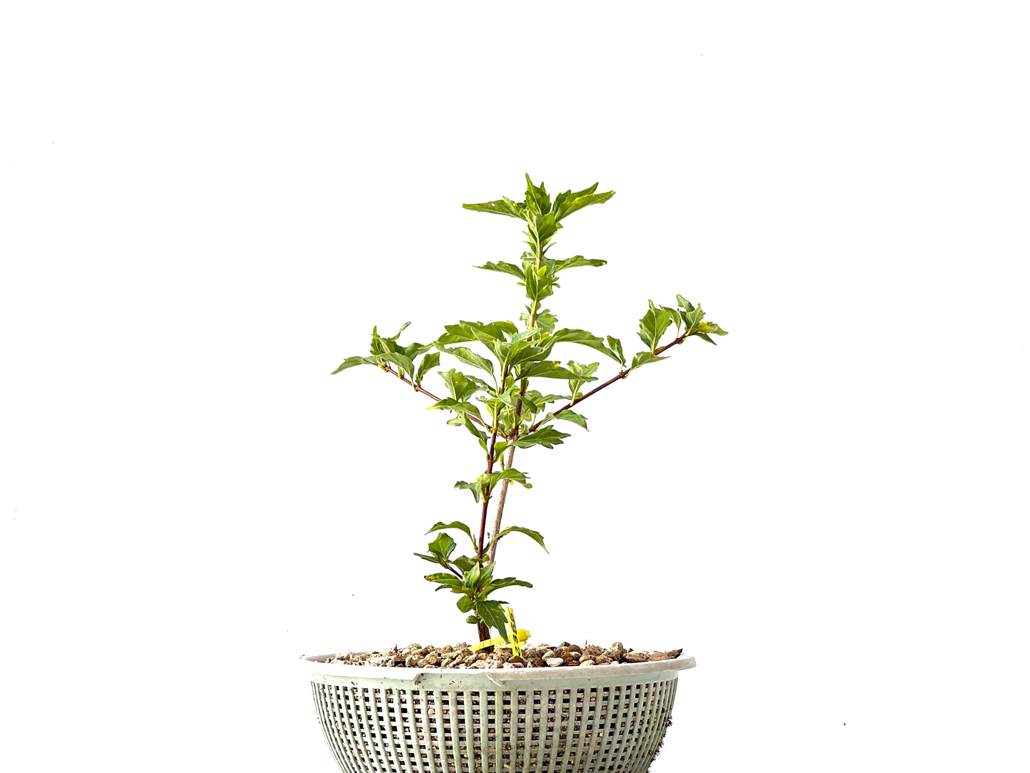 Premna Japonica 2385