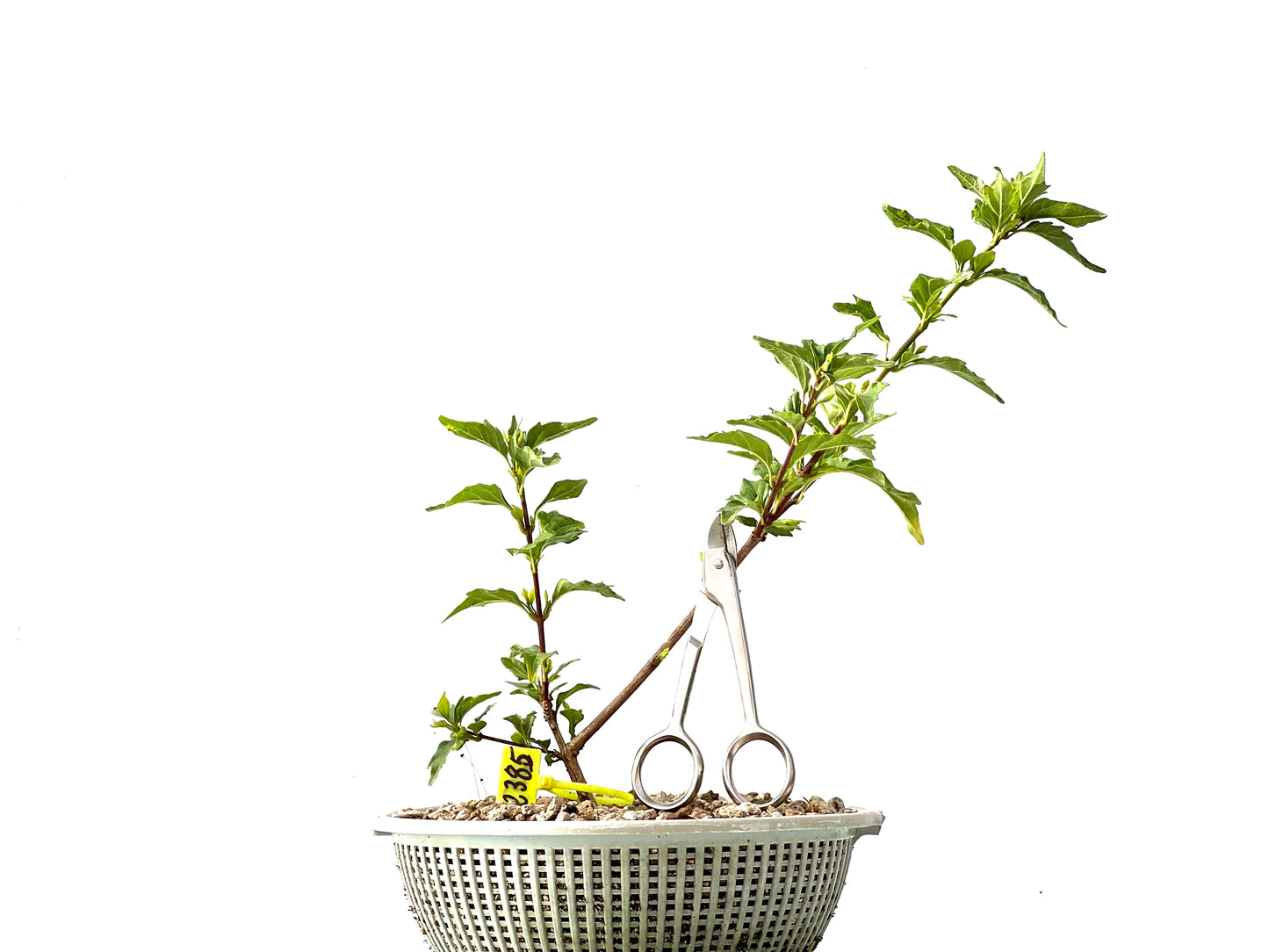 Premna Japonica 2385