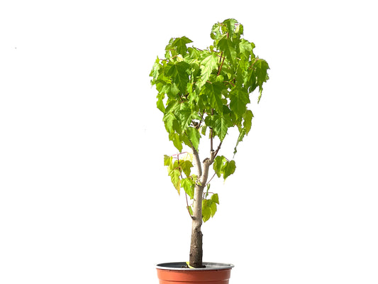 Acer Ginnala 3870