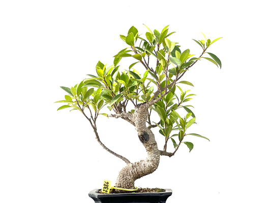 Ficus Tiger Bark 2386