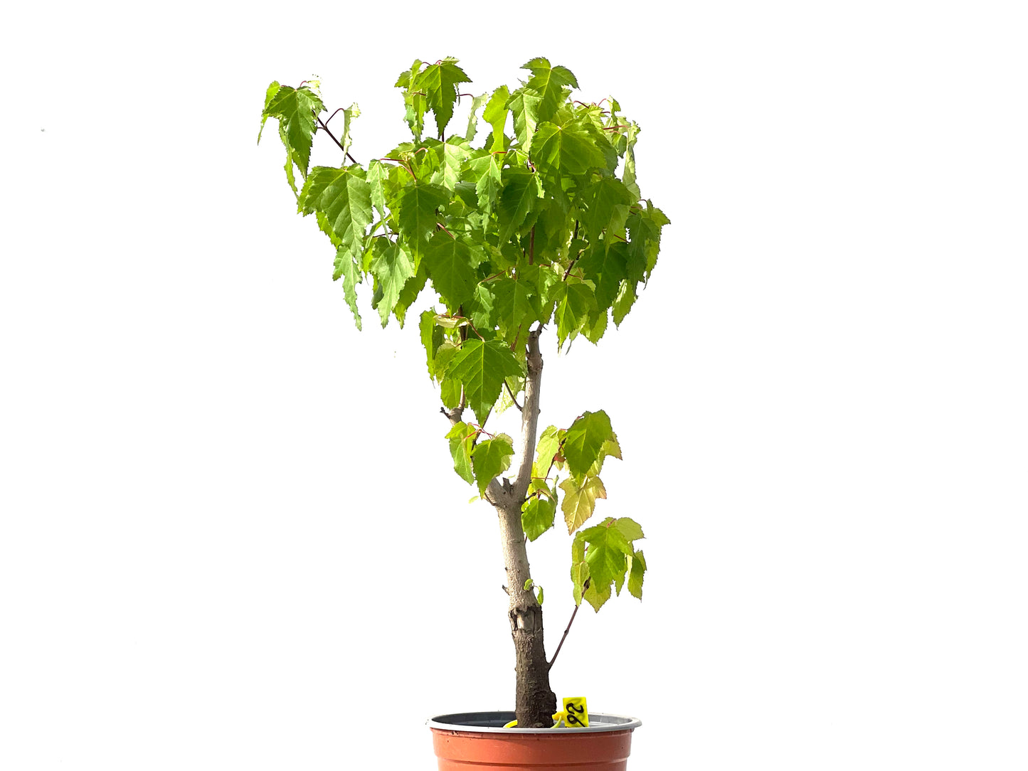 Acer Ginnala 3870