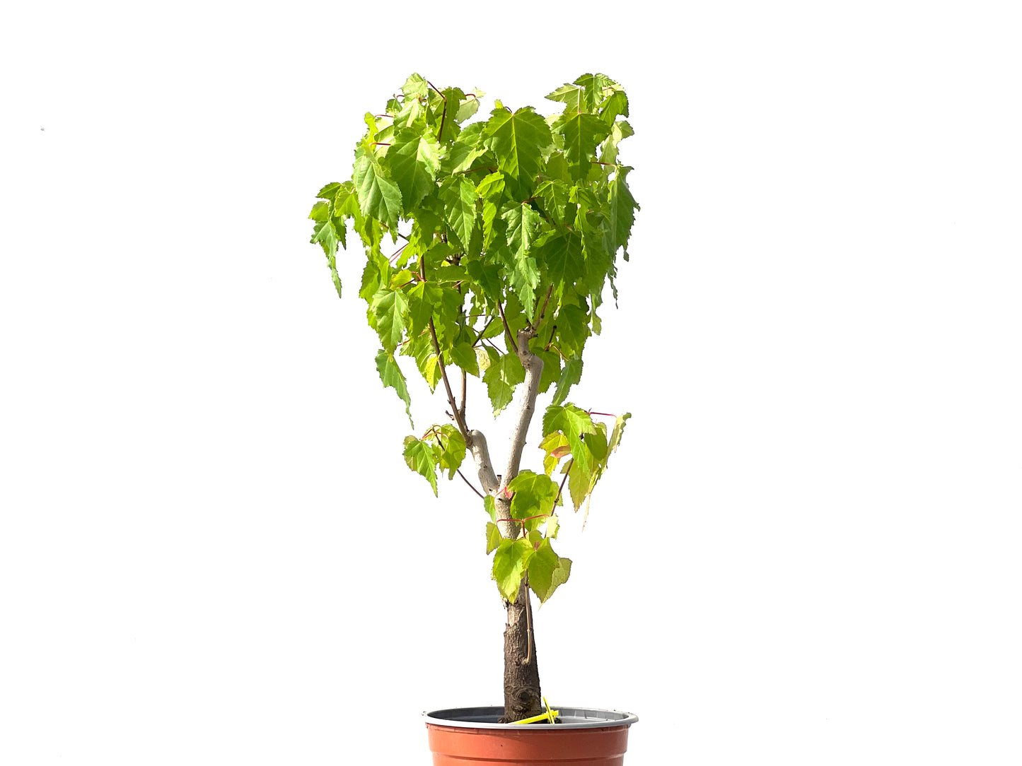 Acer Ginnala 3870