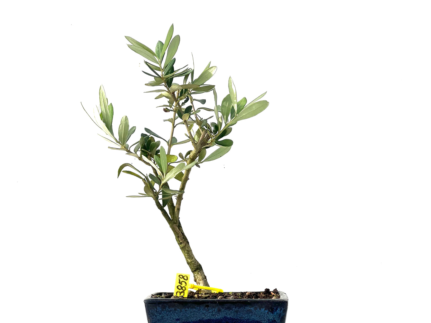 Olea Europaea 3858