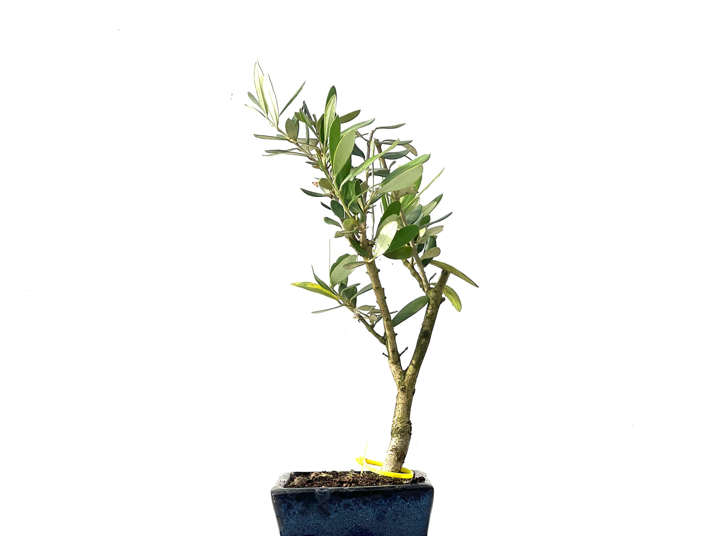 Olea Europaea 3858