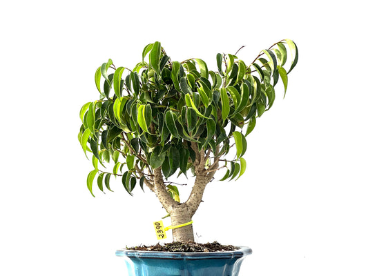 Ficus Benjamina 2390