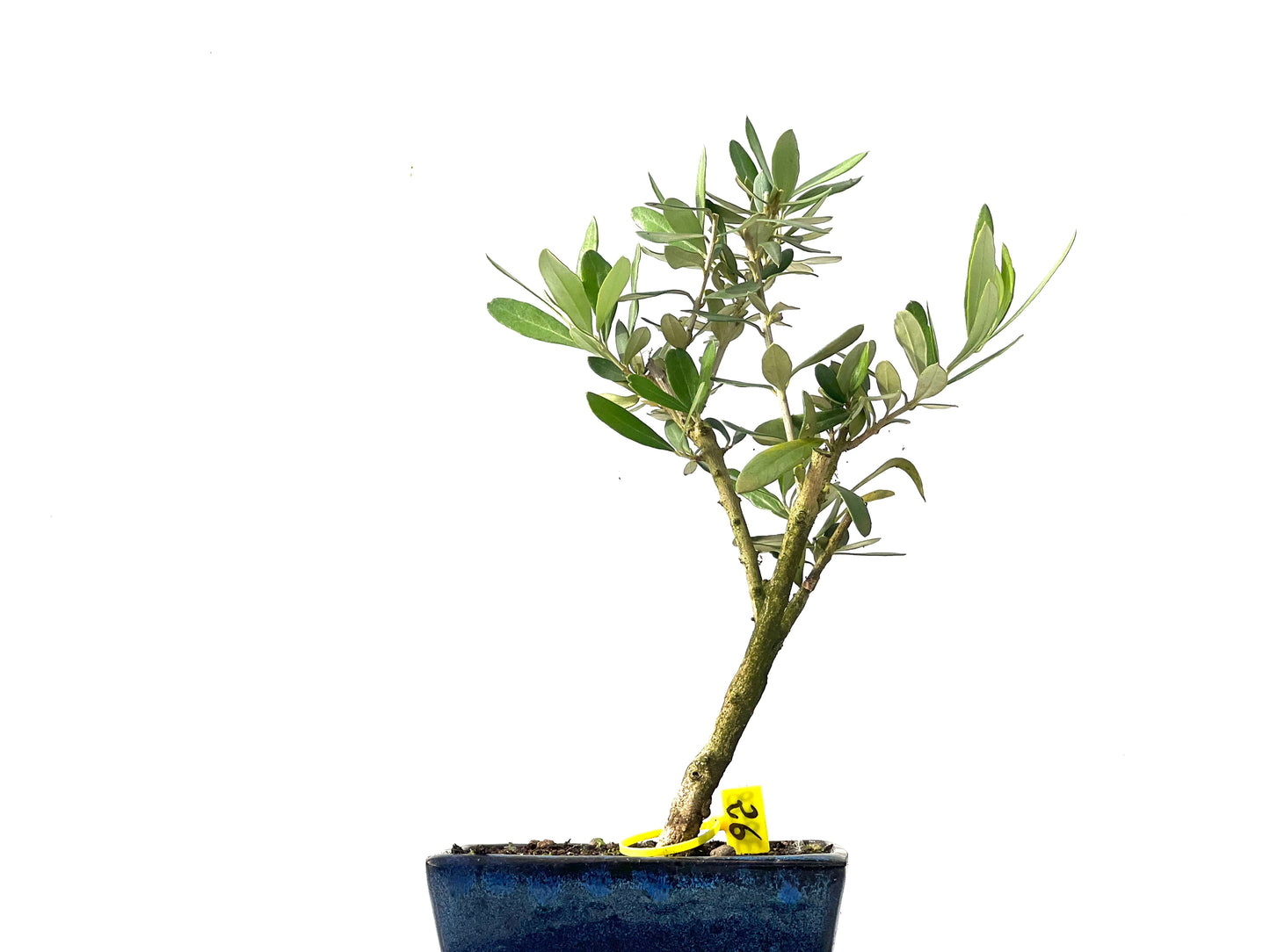 Olea Europaea 3858