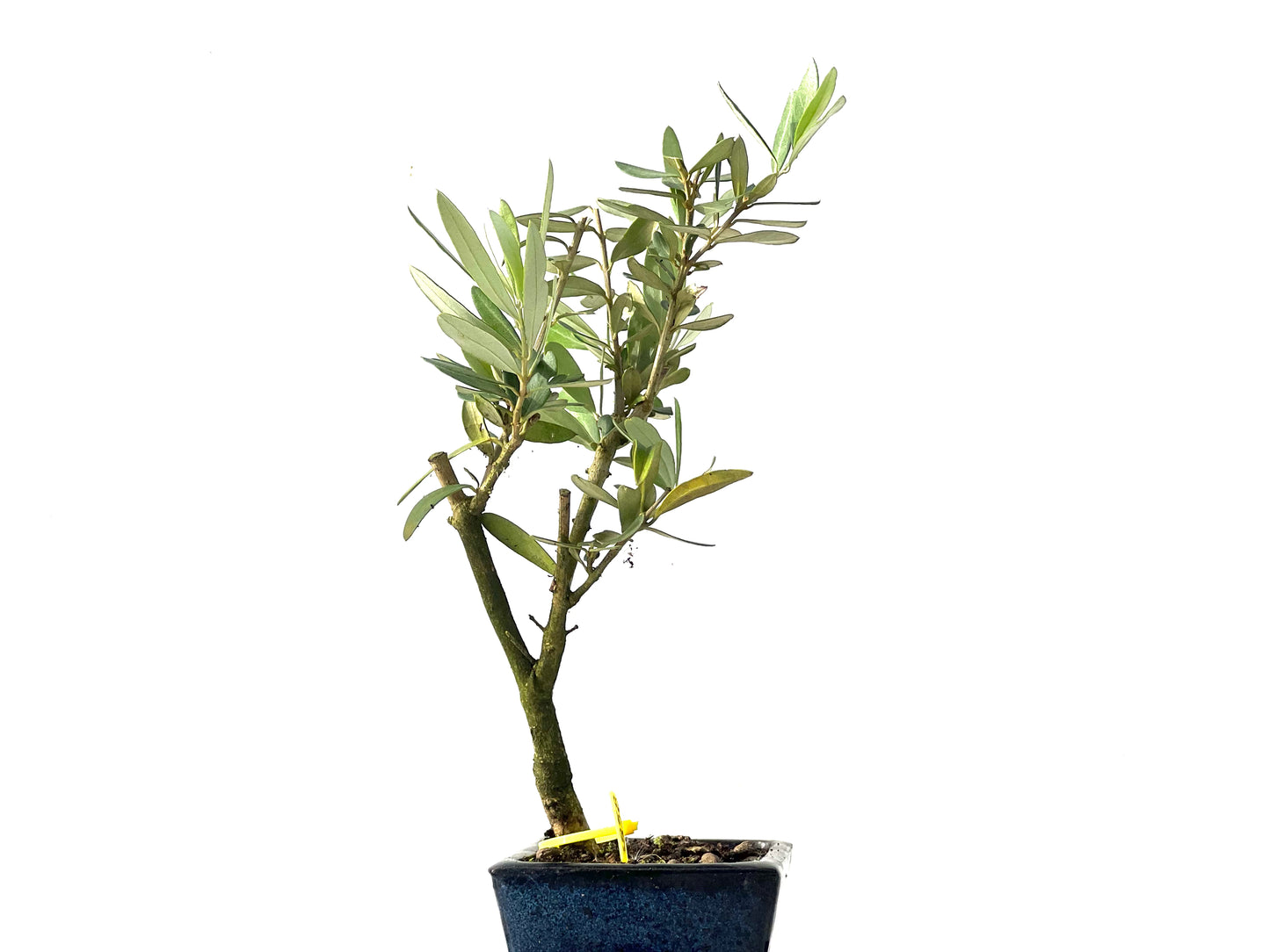 Olea Europaea 3858