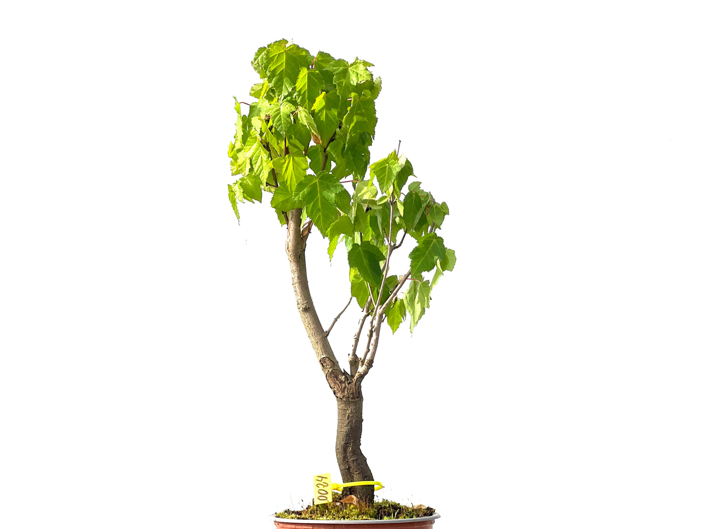 Acer Ginnala 0024