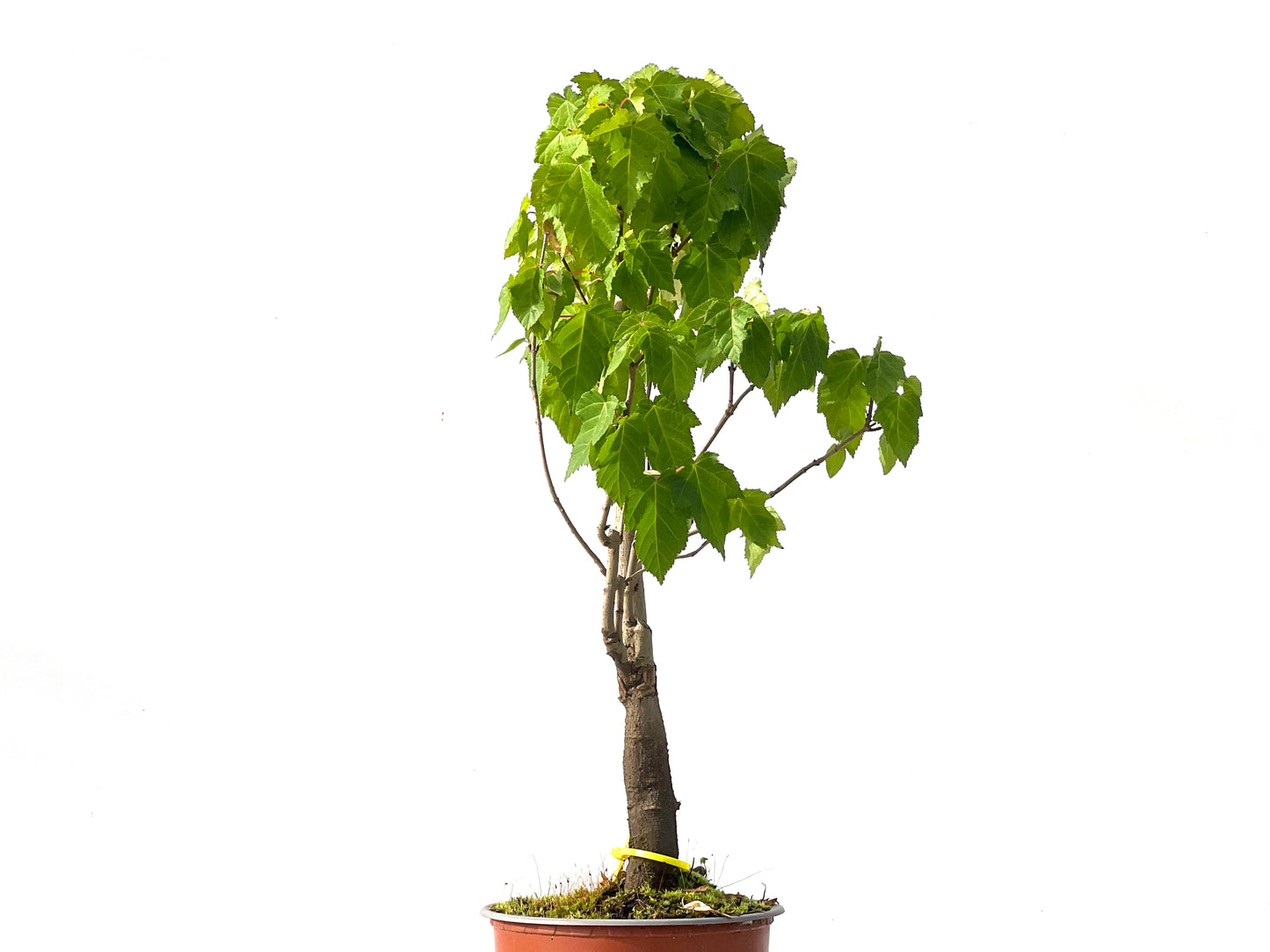 Acer Ginnala 0024