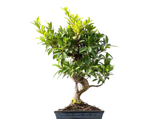 Ficus Tiger Bark 2384