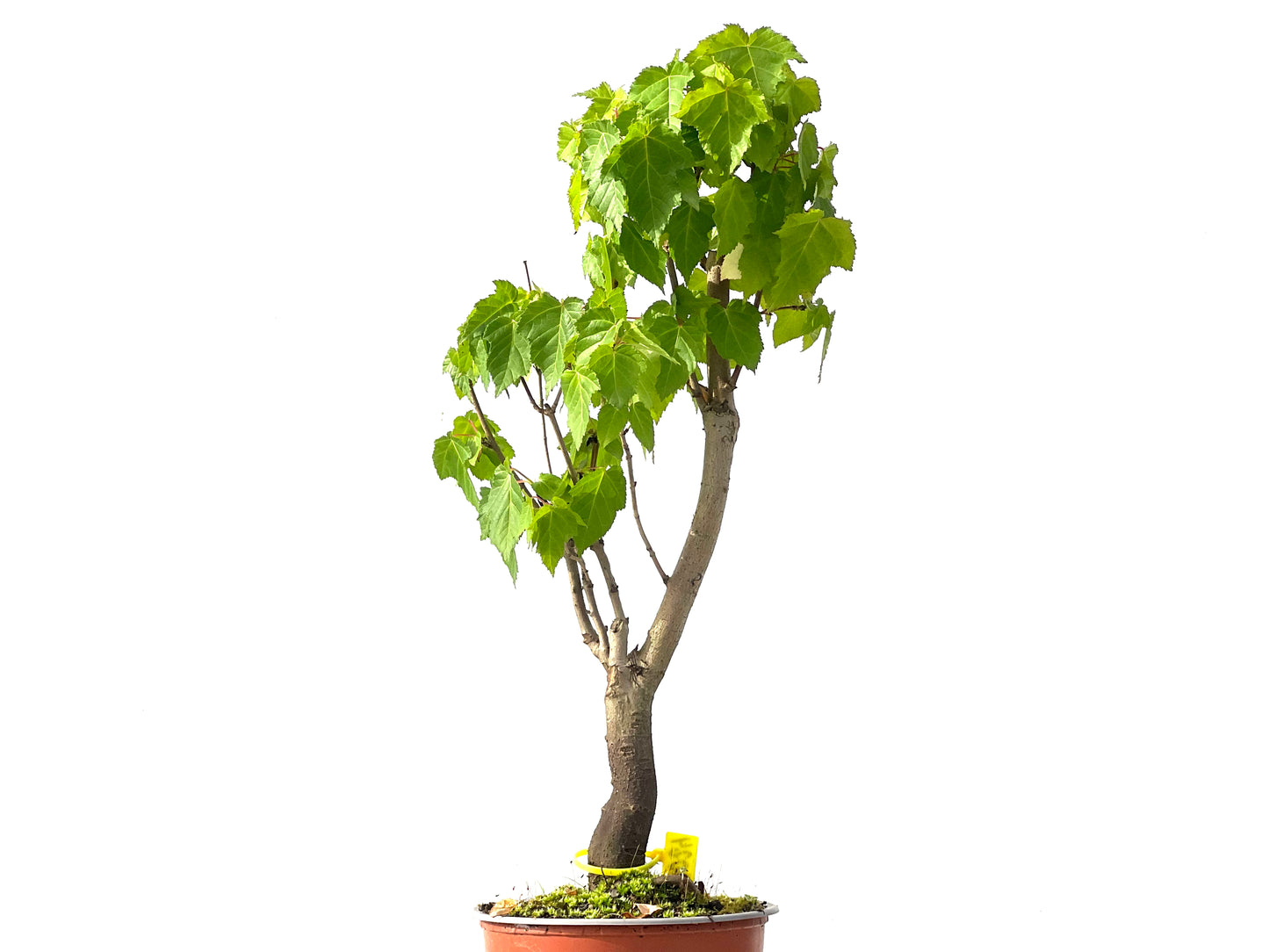 Acer Ginnala 0024