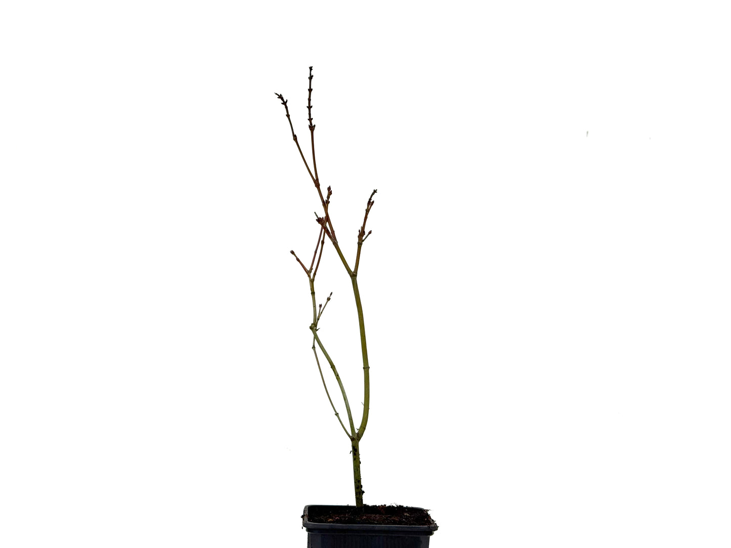 Acer Palmatum Yamamomiji