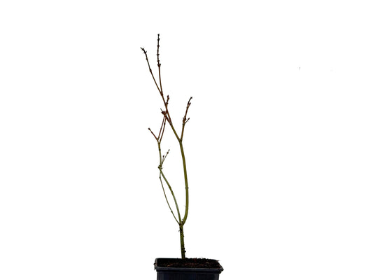 Acer Palmatum Yamamomiji