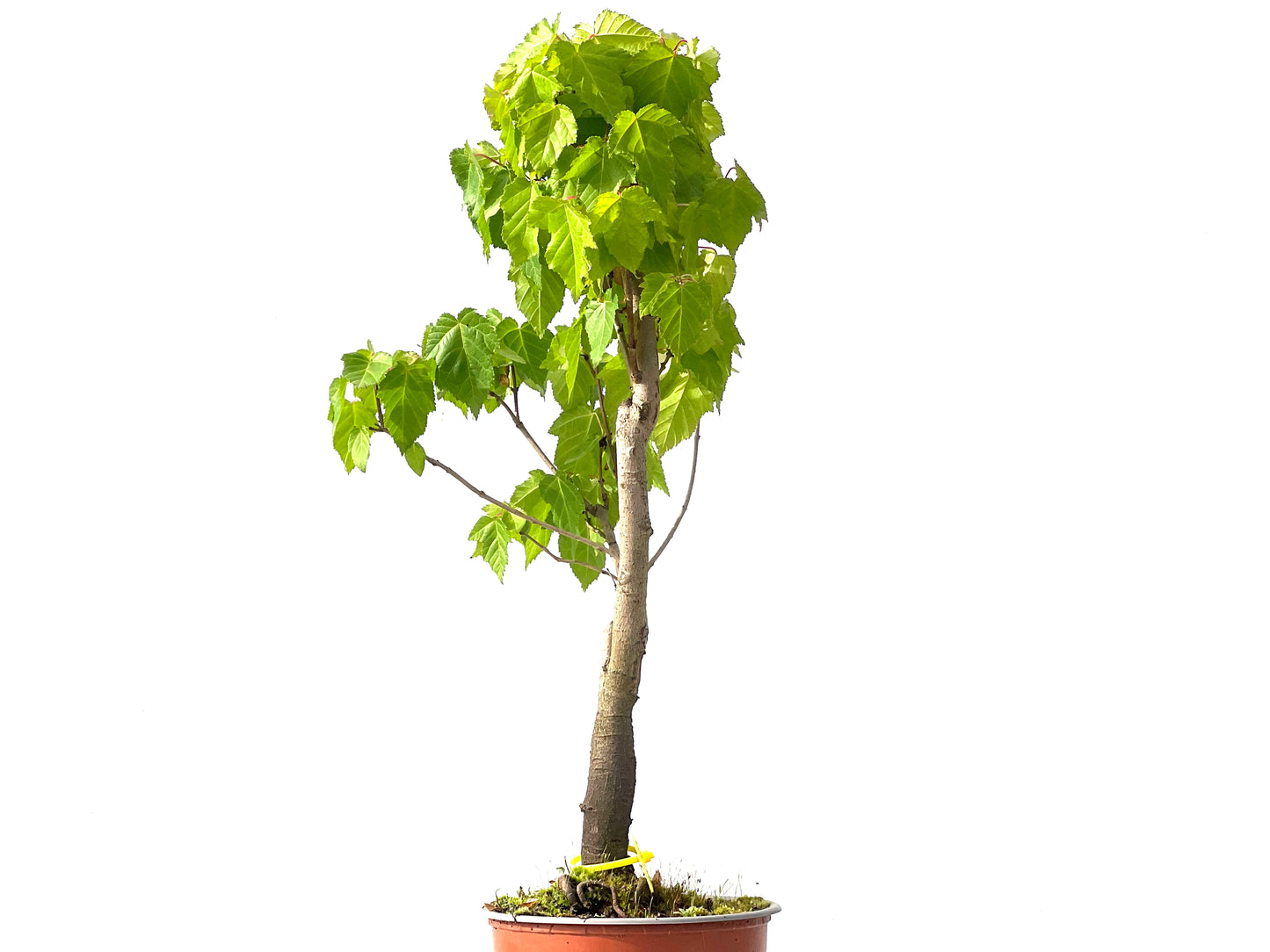 Acer Ginnala 0024