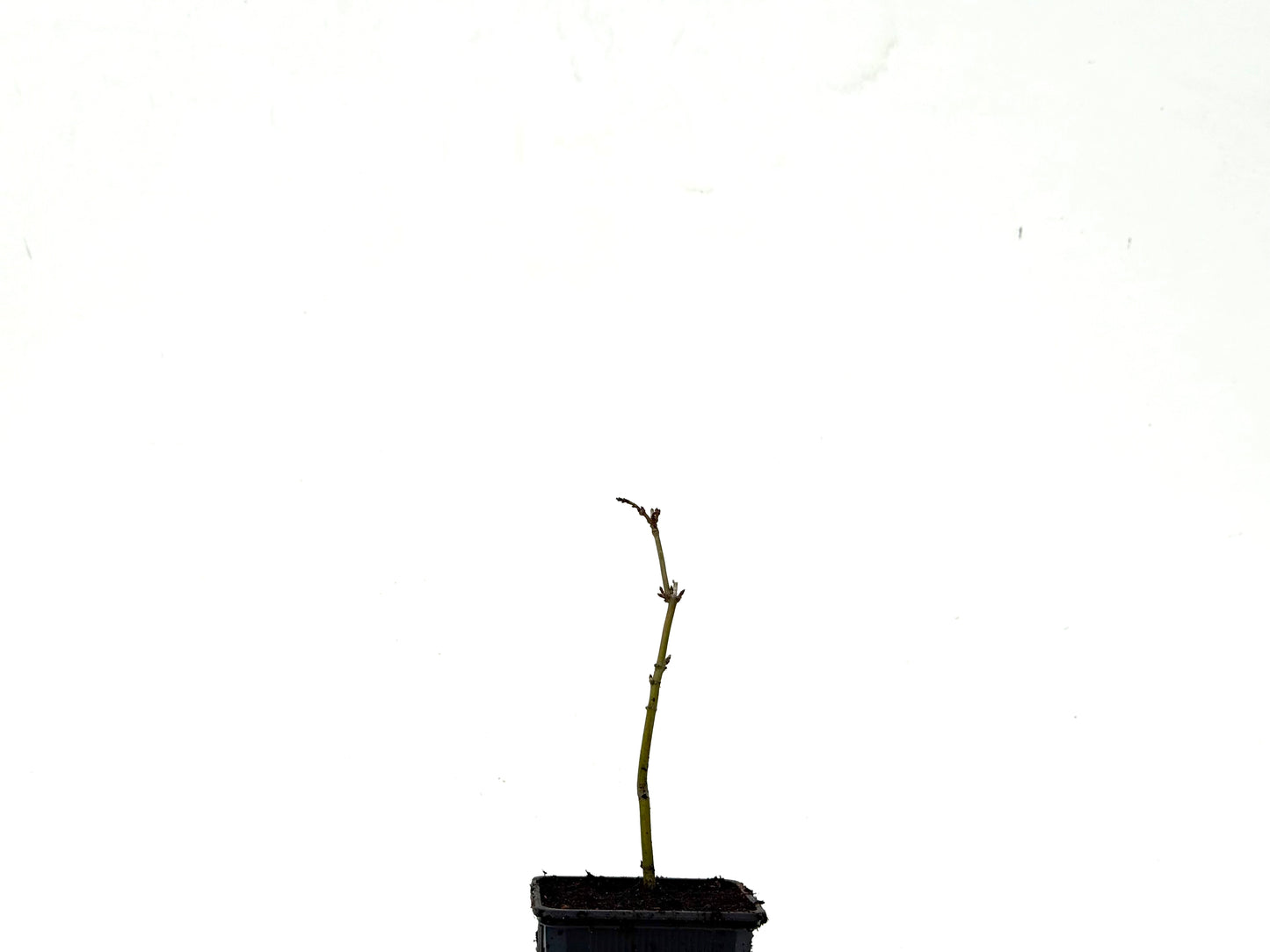 Acer Palmatum Yamamomiji