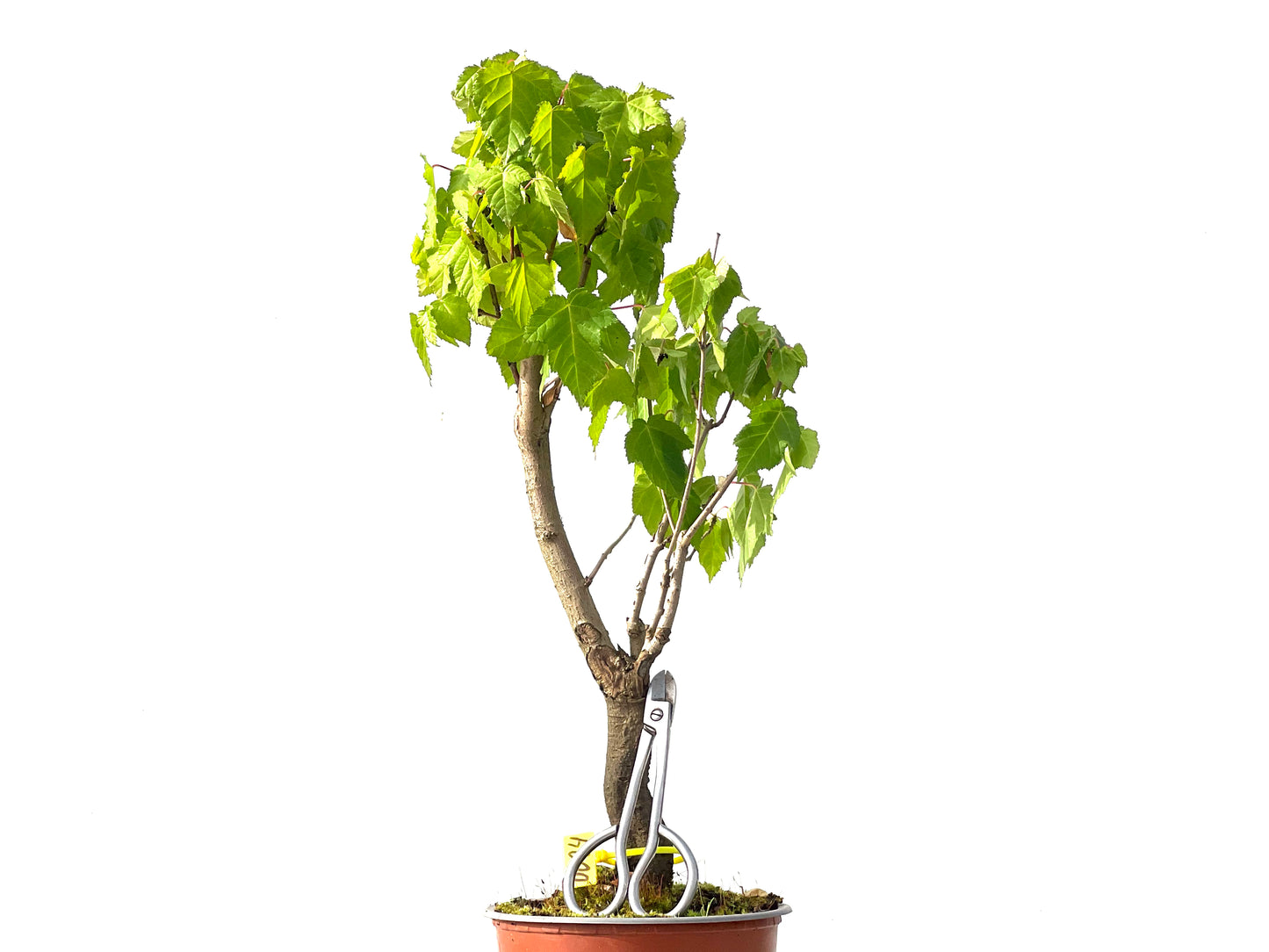 Acer Ginnala 0024
